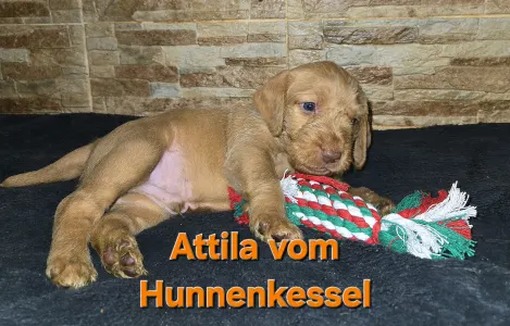 Hungarian Wire-haired Vizsla - Attila Vom Hunnenkessel