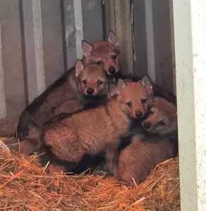 Csehszlovák farkaskutya - Wolf