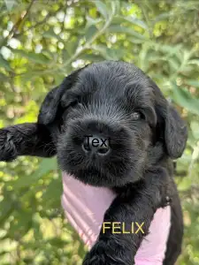 Labradoodle - Felix