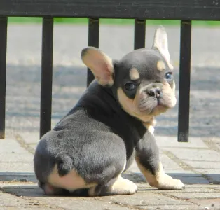 French Bulldog - Leo