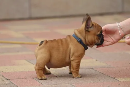 Francia bulldog - Usagi