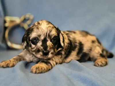 Cavapoo - Merlin