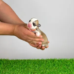 Welsh Corgi Pembroke - Zarek