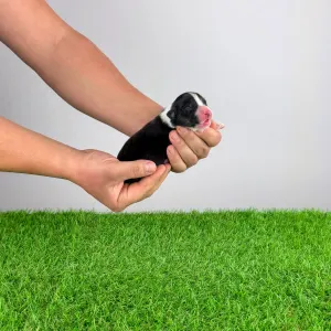 Ausztrál juhászkutya - Cagan