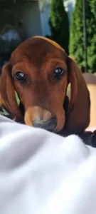 Dachshund - Arthur
