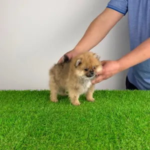 Szpic miniaturowy - Umia