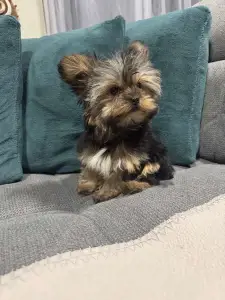 Yorkshire Terrier - Pici