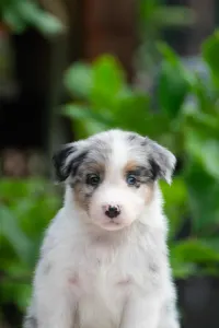 Australian Shepherd - Winstead Lunar Mumble