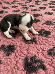 Border Collie - Piros Nyakörv/fekete Kan