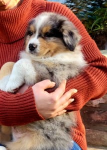 Australian Shepherd - Bachata