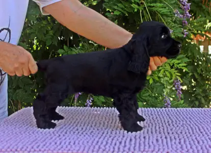 English Cocker Spaniel - Bellona