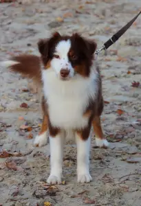 Miniature American Shepherd - Enheart Banjino Muse(strelka)