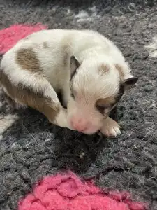 Border Collie - Atlantic