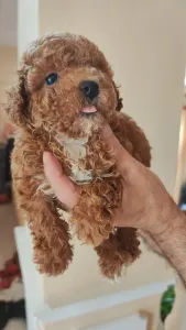 Poodle Miniature - Miniature F
