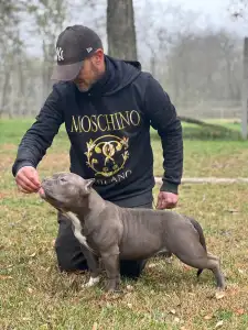 Amerikai Bully - Pocket - Anita