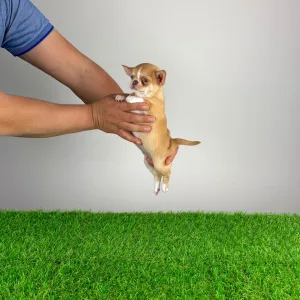Chihuahua - Zimba 