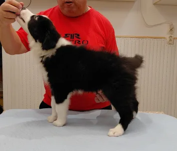 Border Collie - Brilliant