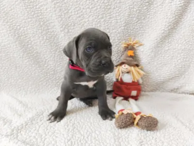 Cane Corso Italiano - Forza Di Diavolo Dakota