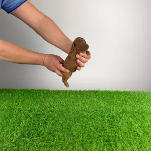 Trpasličí pudl - Meo