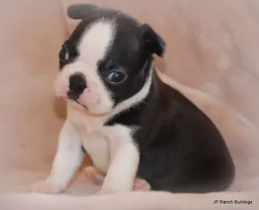 Boston Terrier - Duke On Hold