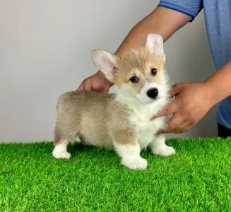 Welsh Corgi Pembroke - Ryky