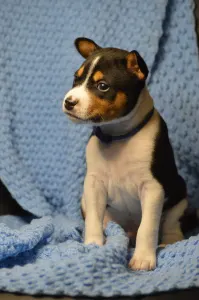 Basenji - Lucky Alien