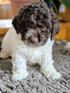 Romagna Water Dog - Ürömi Szarvasgombász Ignazio