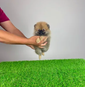 Pomeranian - Annabell