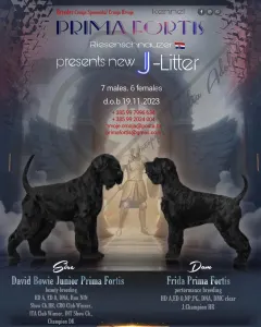 Giant Schnauzer - Prima Fortis 