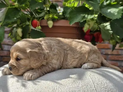 Cavapoo - Bobek