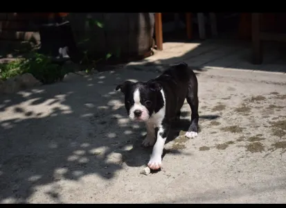 Boston Terrier - Gandalf