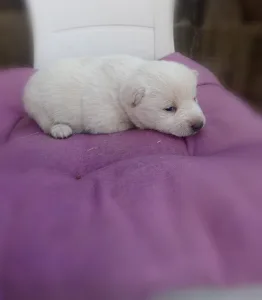 Shiba - Scamp Crowd Fiorella