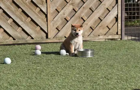 Shiba - Bravados Fugu