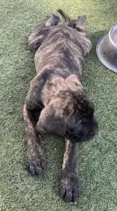 Cane Corso Italiano - Alfonz