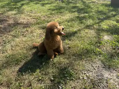 Trpasličí pudl - Goofy