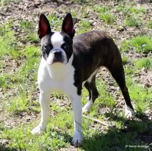 Boston Terrier - Jp Ranch Bulldogs And Bostons