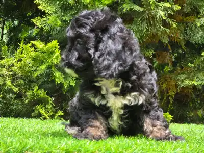 Cavapoo - Fonsi