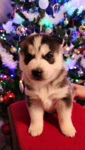 Szibériai husky - Zafír Of Polar Moonlights