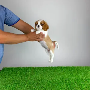 Cavalier King Charles Spaniel - Penta