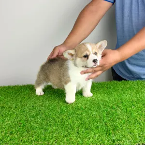 Welsh Corgi Pembroke - Dessy