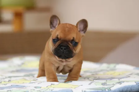 Französische Bulldogge - Unicum