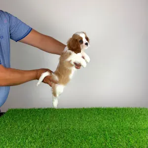 Cavalier King Charles spániel - Olympia