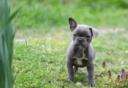 Francia bulldog - Magnus