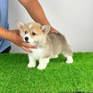 Welsh Corgi Pembroke - Cosima