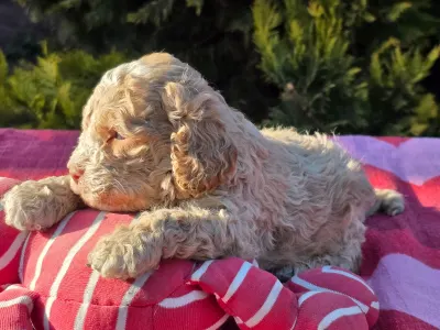 Cavapoo - Figo