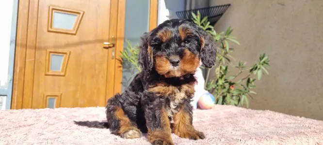 Cavapoo - Enzo