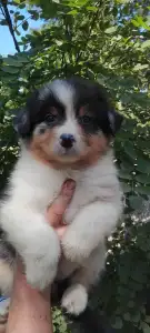 Australian Shepherd - Dailos Presious Little Diamond