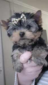 Yorkshire Terrier - Batman Of Midsummer Nights Miracle