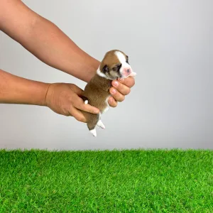 Welsh Corgi Pembroke - Wilbur