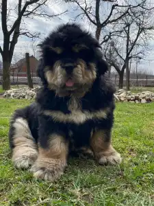 Tibetan Mastiff - Ameera